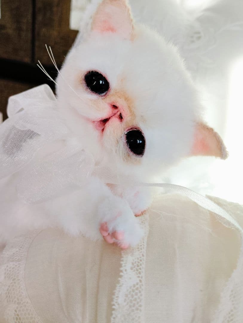 エキゾチック子猫ちゃん♡くりりんオメメ♡アートドール♡ぬいぐるみ♡