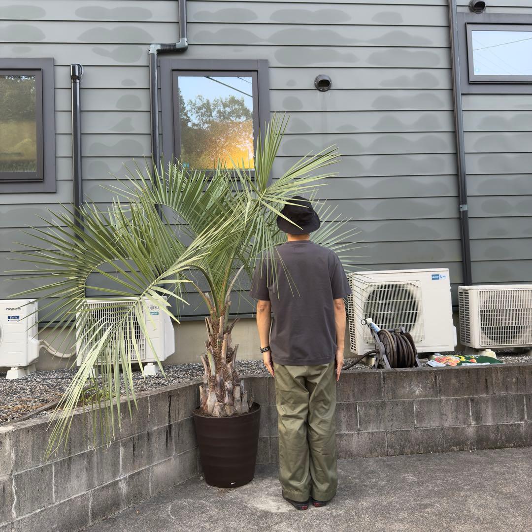 愛知県豊田市引き渡しのみ ココスヤシ 鉢底高さ230cm 幹回り110cm