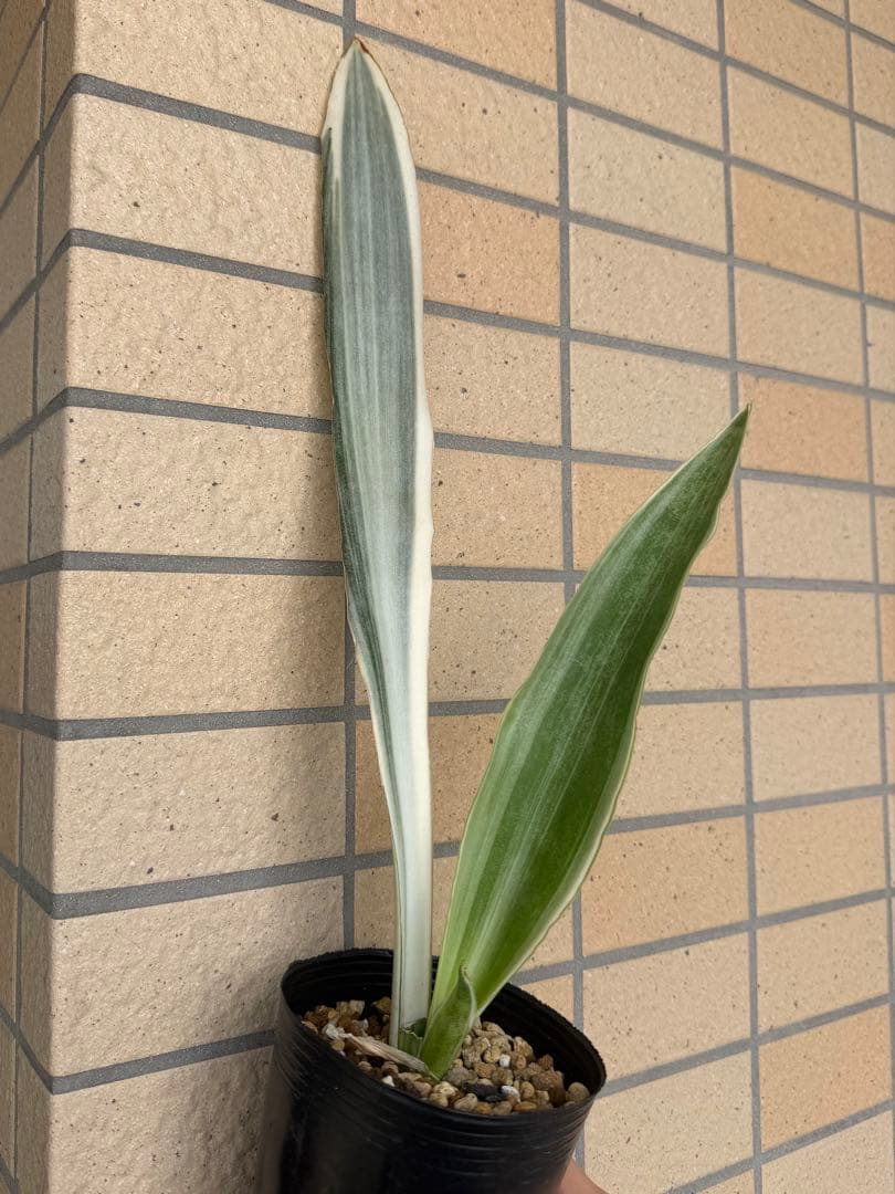 美株　希少　サンスベリアビューティークイーン　レア　鉢ごと　メルカリ便③