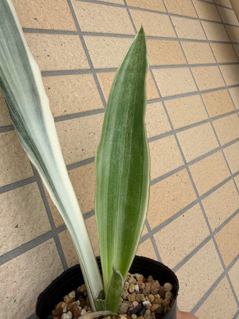 美株　希少　サンスベリアビューティークイーン　レア　鉢ごと　メルカリ便③