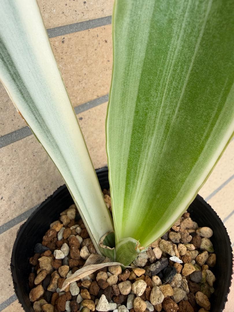 美株　希少　サンスベリアビューティークイーン　レア　鉢ごと　メルカリ便③
