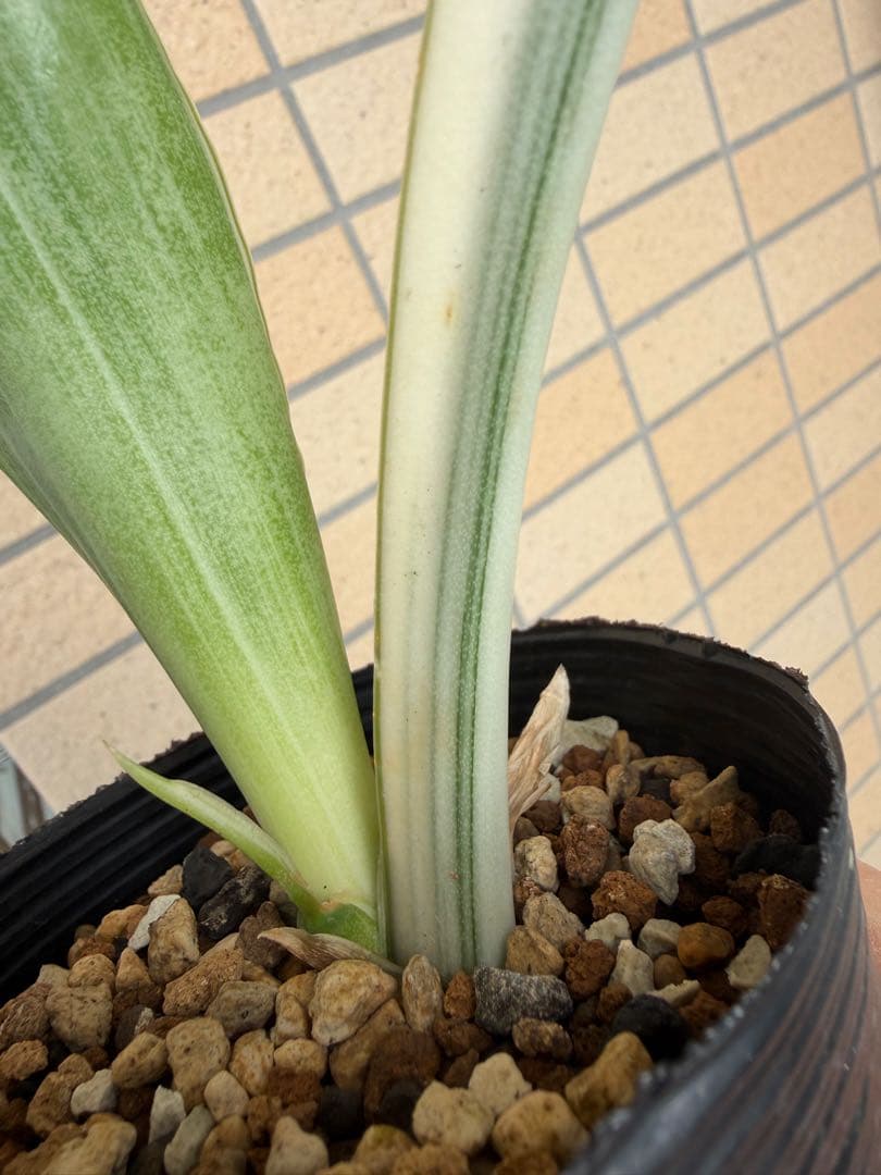 美株　希少　サンスベリアビューティークイーン　レア　鉢ごと　メルカリ便③
