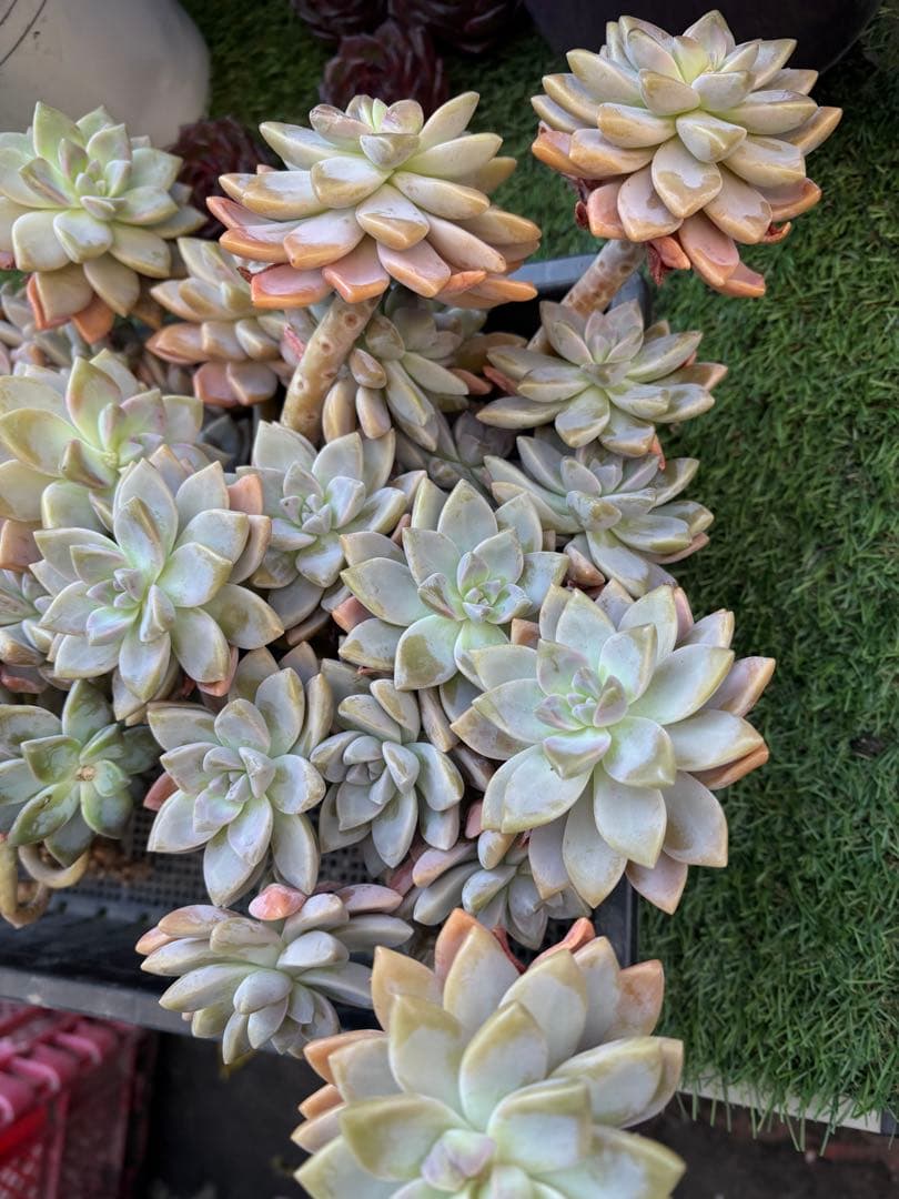 多肉植物　淡雪3株