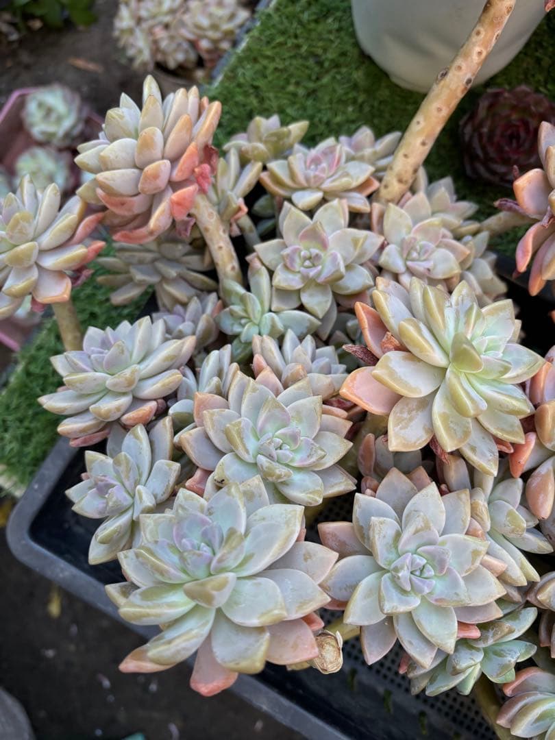 多肉植物　淡雪3株