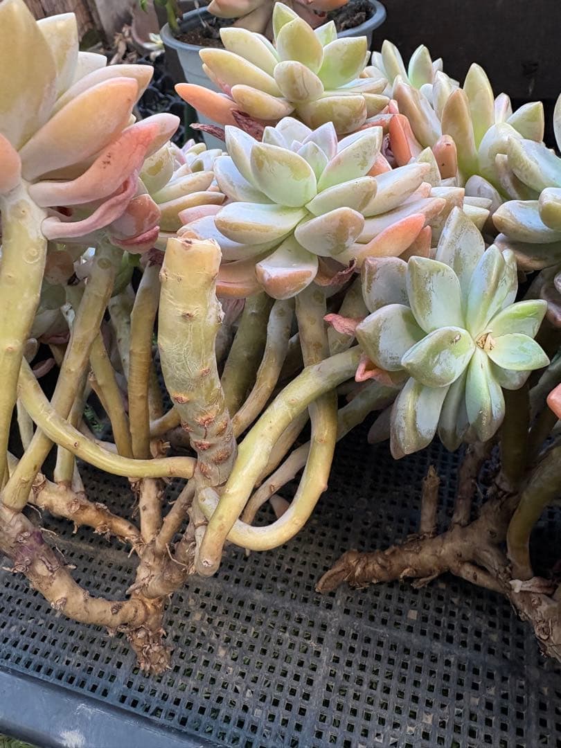 多肉植物　淡雪3株