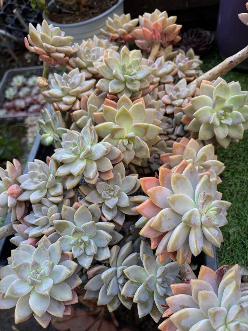 多肉植物　淡雪3株