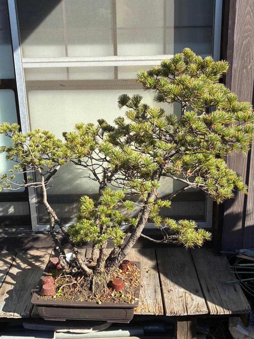 ★盆栽★ 赤石五葉松 E-25 樹齢100年以上　★愛媛県より発送★