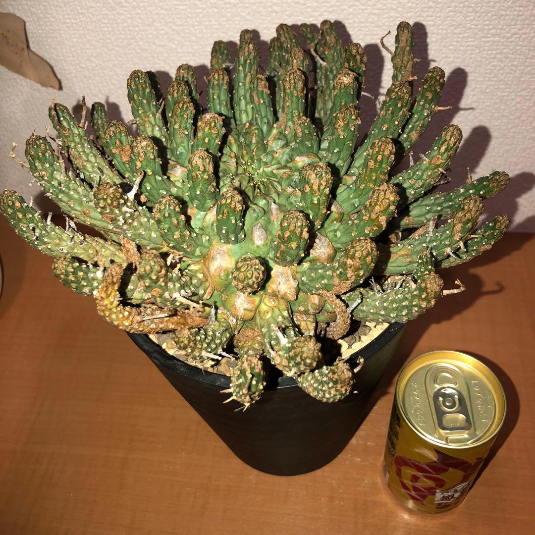 ユーフォルビア　フスカ　現地球　発根株 (鉢付き)