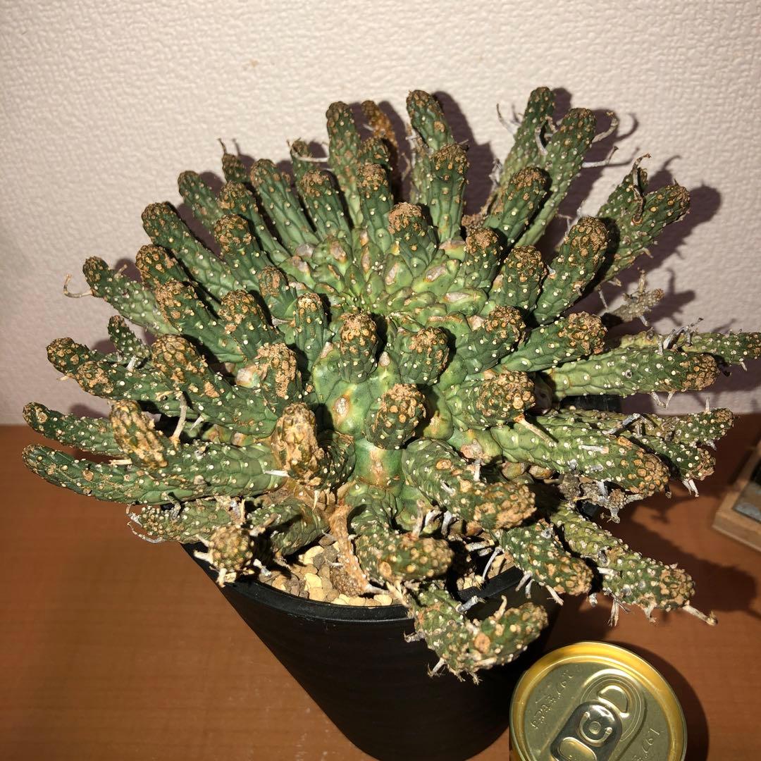 ユーフォルビア　フスカ　現地球　発根株 (鉢付き)