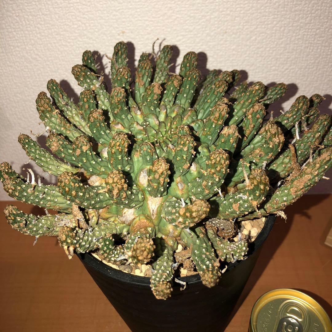 ユーフォルビア　フスカ　現地球　発根株 (鉢付き)