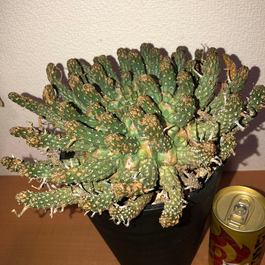 ユーフォルビア　フスカ　現地球　発根株 (鉢付き)