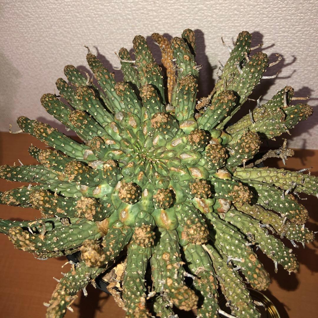 ユーフォルビア　フスカ　現地球　発根株 (鉢付き)