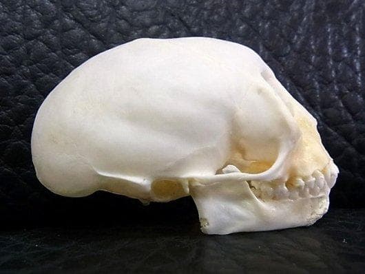 アフリカ便！高品質　ボリビアリスザル 頭骨