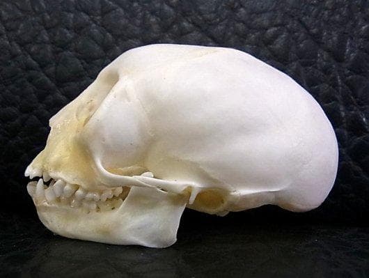 アフリカ便！高品質　ボリビアリスザル 頭骨