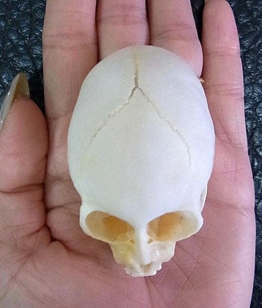 アフリカ便！高品質　ボリビアリスザル 頭骨