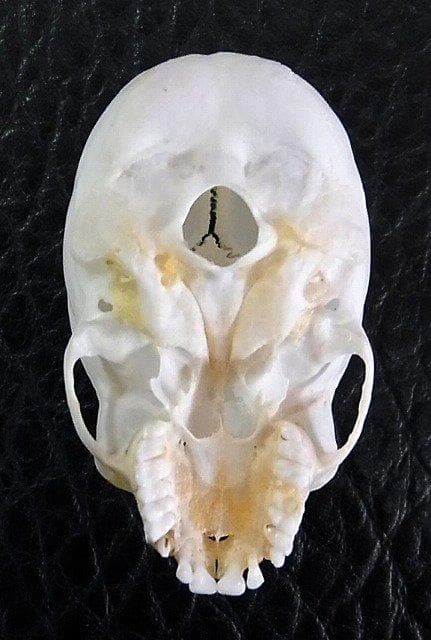 アフリカ便！高品質　ボリビアリスザル 頭骨