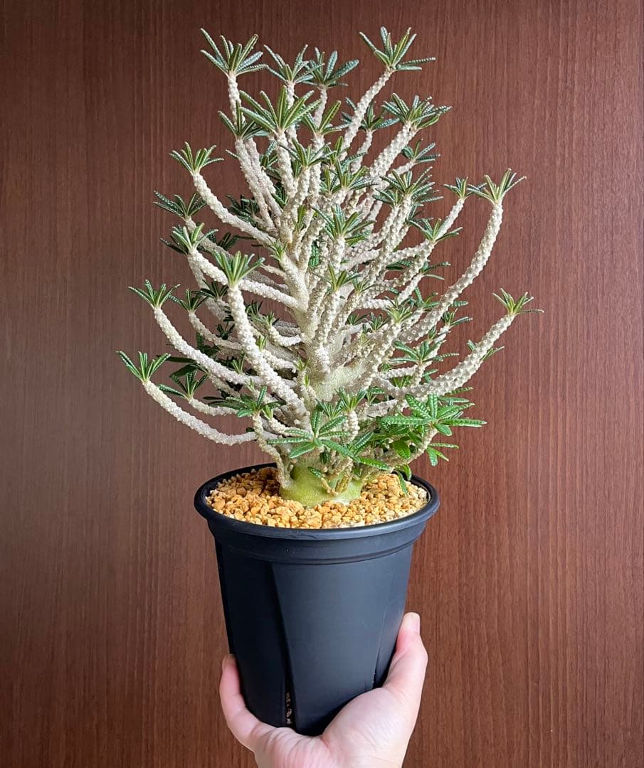 【激レア/塊根植物】ドルステニア ギガス ブラータ 鉢植え