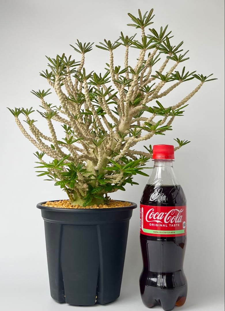 【激レア/塊根植物】ドルステニア ギガス ブラータ 鉢植え