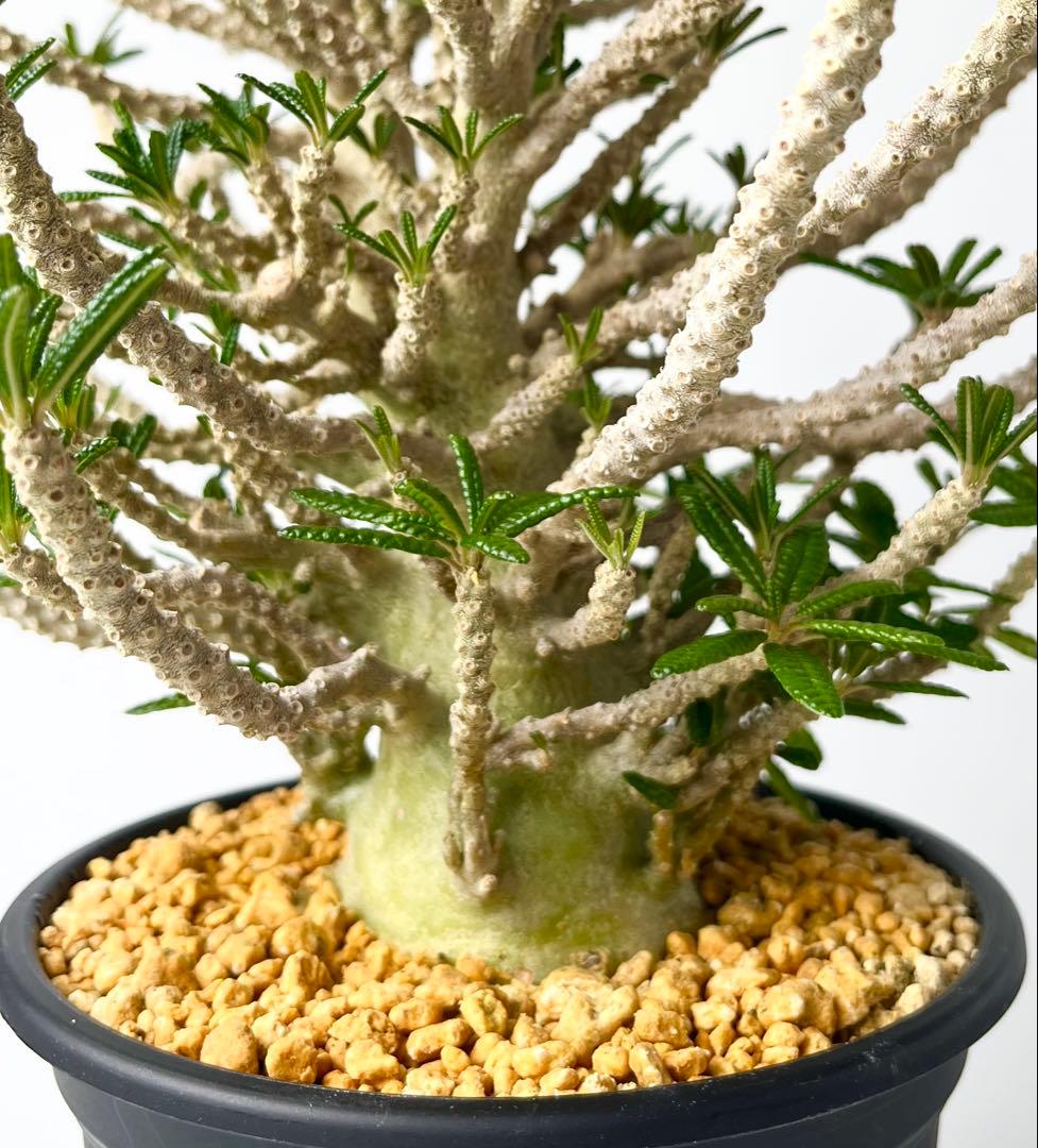 【激レア/塊根植物】ドルステニア ギガス ブラータ 鉢植え