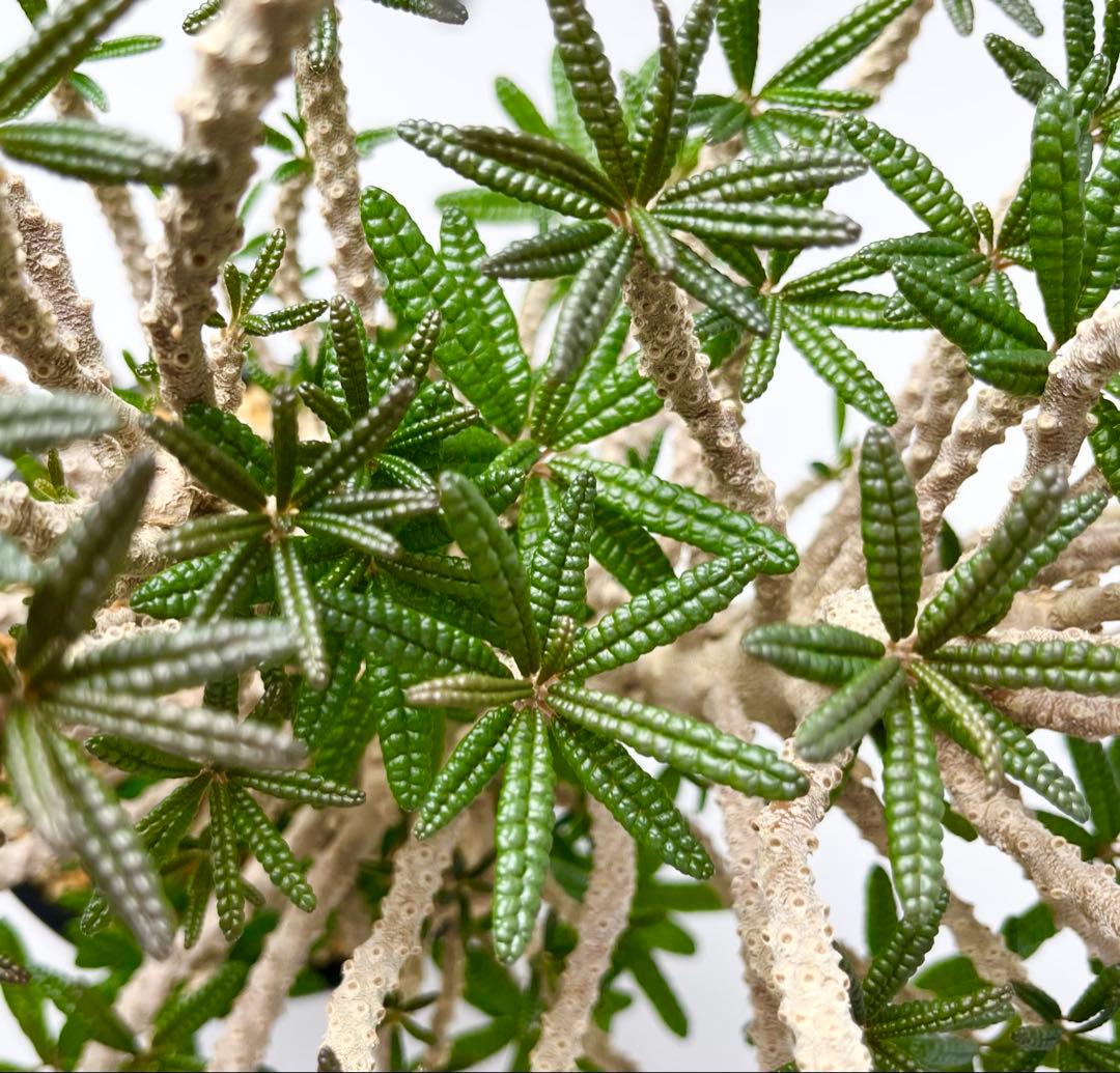 【激レア/塊根植物】ドルステニア ギガス ブラータ 鉢植え