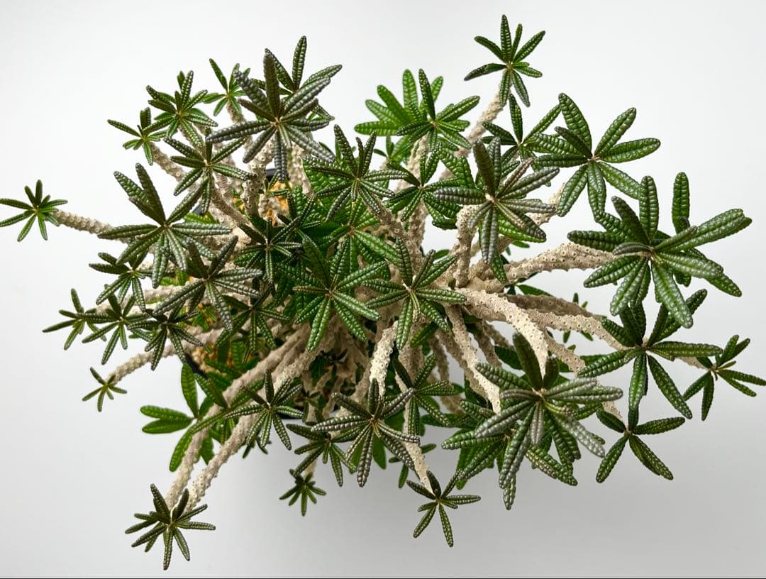 【激レア/塊根植物】ドルステニア ギガス ブラータ 鉢植え