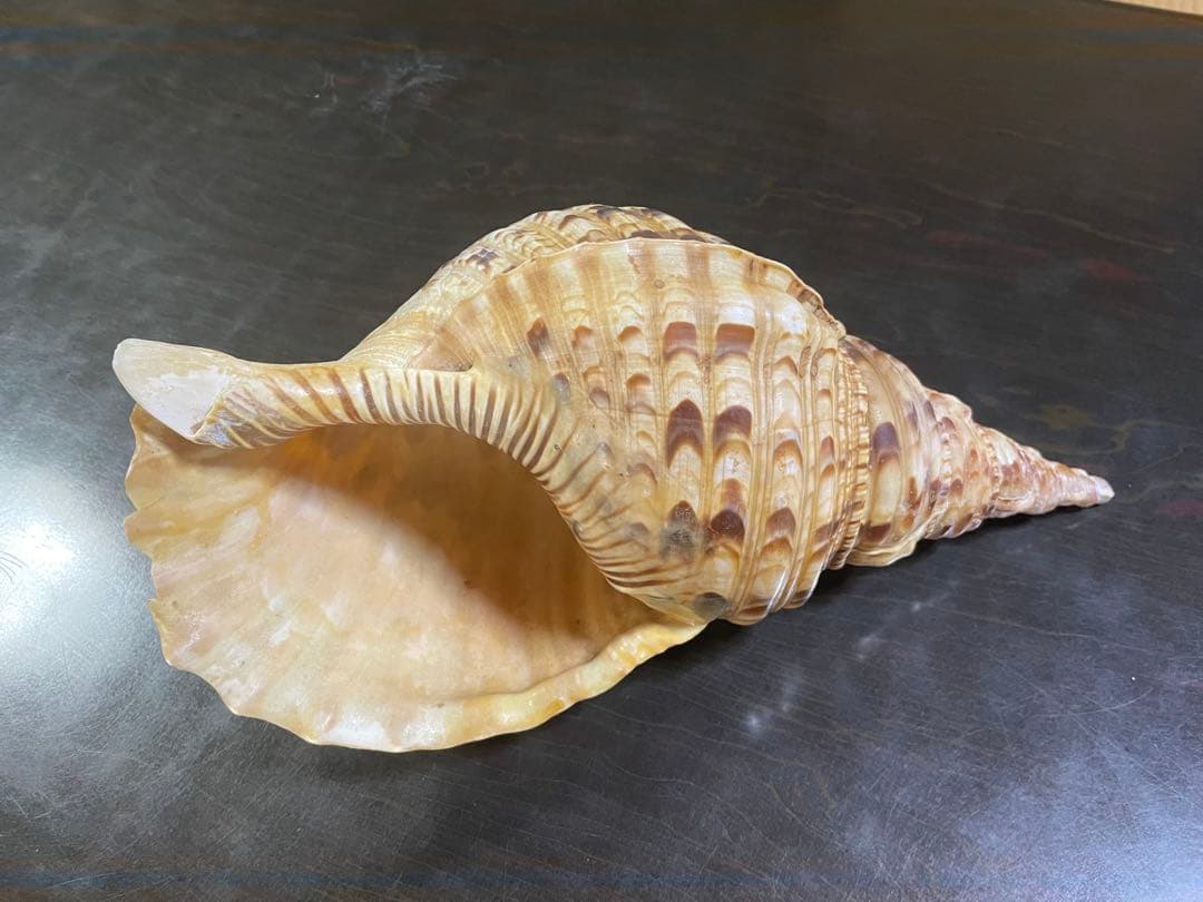 法螺貝 32cm - メルカリ