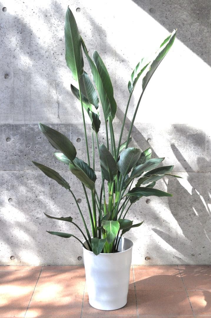 ストレリチア レギネ 160cm 10号