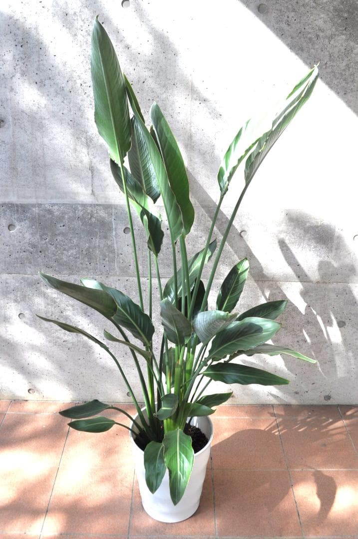 ストレリチア レギネ 160cm 10号