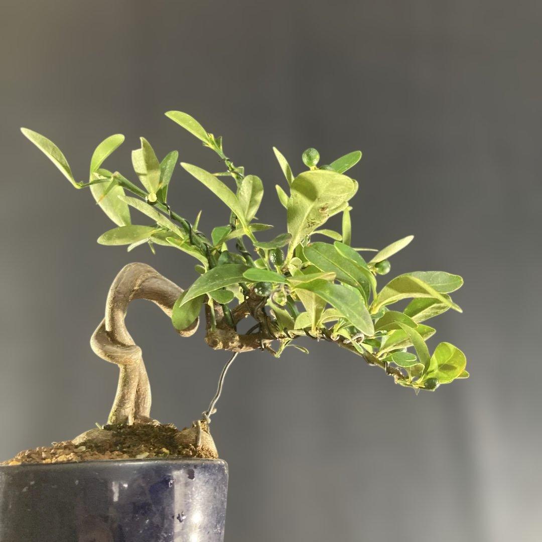 小品盆栽、金子(キンズ)根上り、懸崖、実付き 目立った傷汚れなし