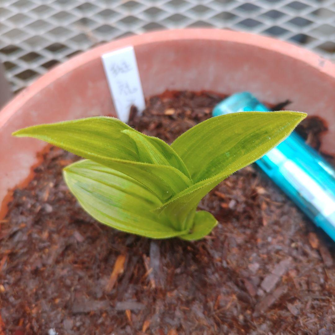 山野草　希少斑入り　礼文アツモリソウ