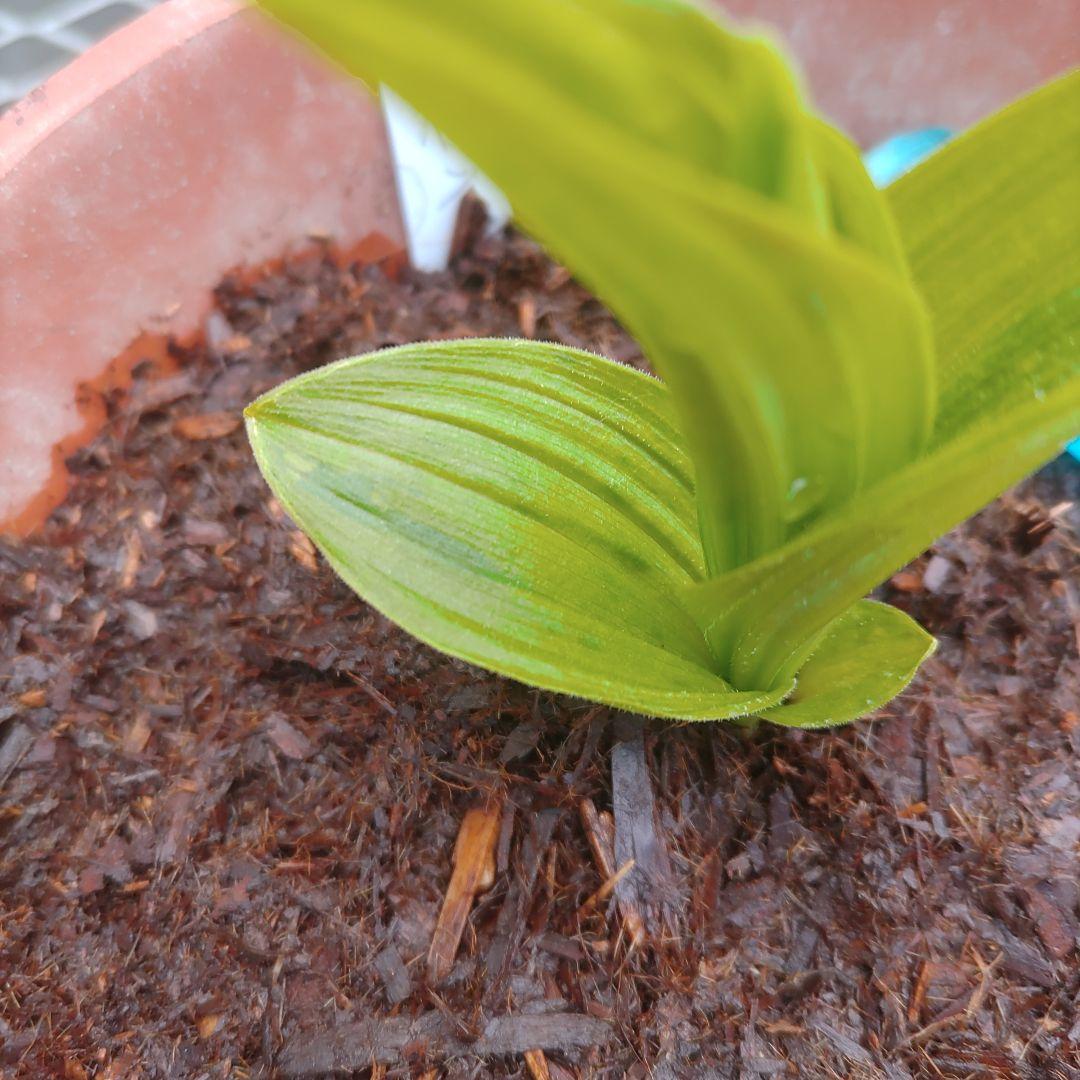 山野草　希少斑入り　礼文アツモリソウ