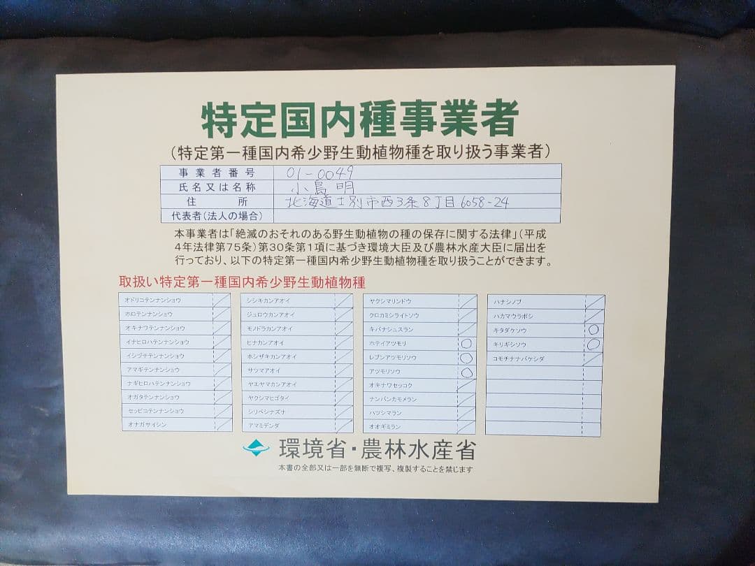 山野草　希少斑入り　礼文アツモリソウ