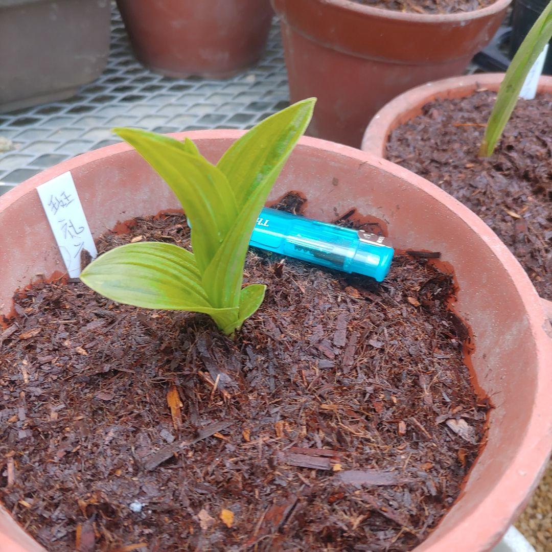 山野草　希少斑入り　礼文アツモリソウ