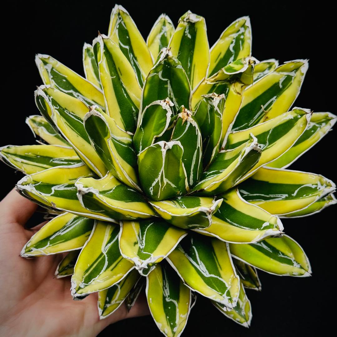 棘界/アガベ/多肉植物/笹の雪の黄覆輪/輝山/美しい斑入り/大株 - メルカリ