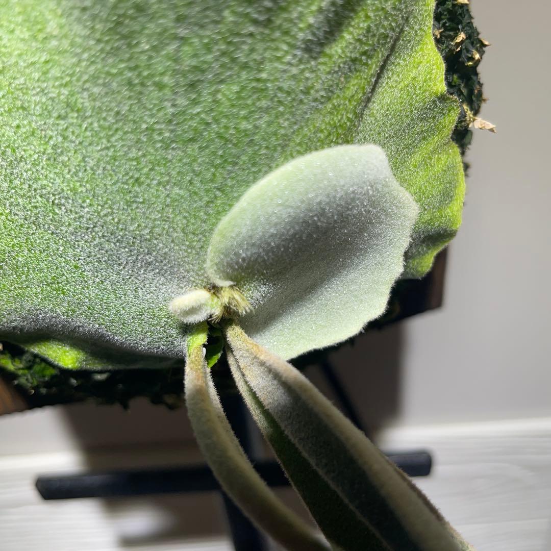 ビカクシダ P.willinckii Polaris ポラリス 子株 #2 - メルカリ