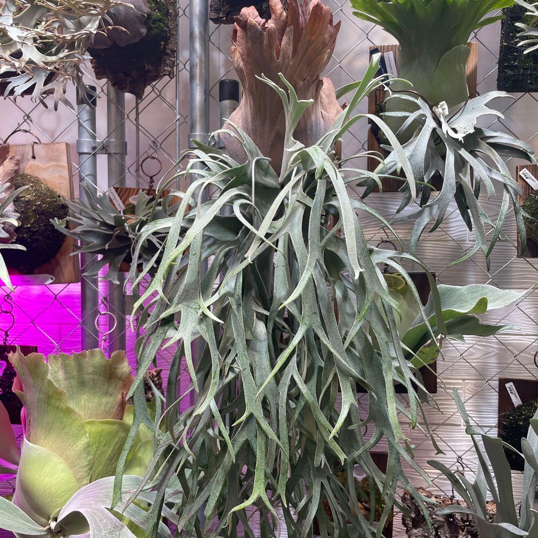 ビカクシダ P.willinckii Polaris ポラリス 子株 #2 - メルカリ