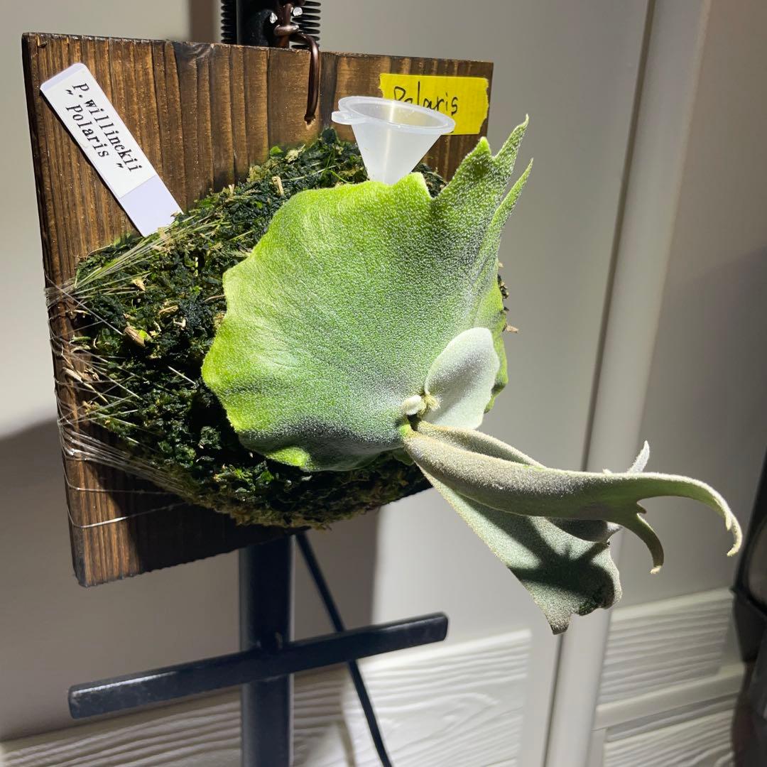 ビカクシダ P.willinckii Polaris ポラリス 子株 #2 - メルカリ