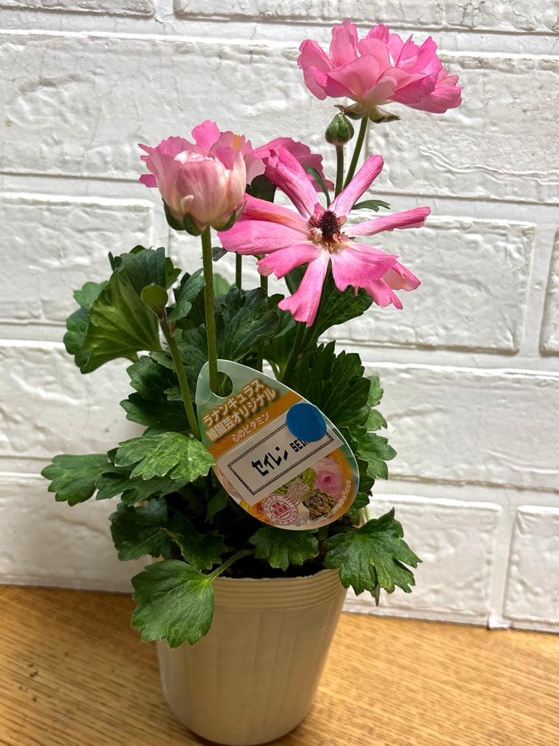 レア♡ラナンキュラス♡セイレン♡3.5号♡メルカリ便 - メルカリ