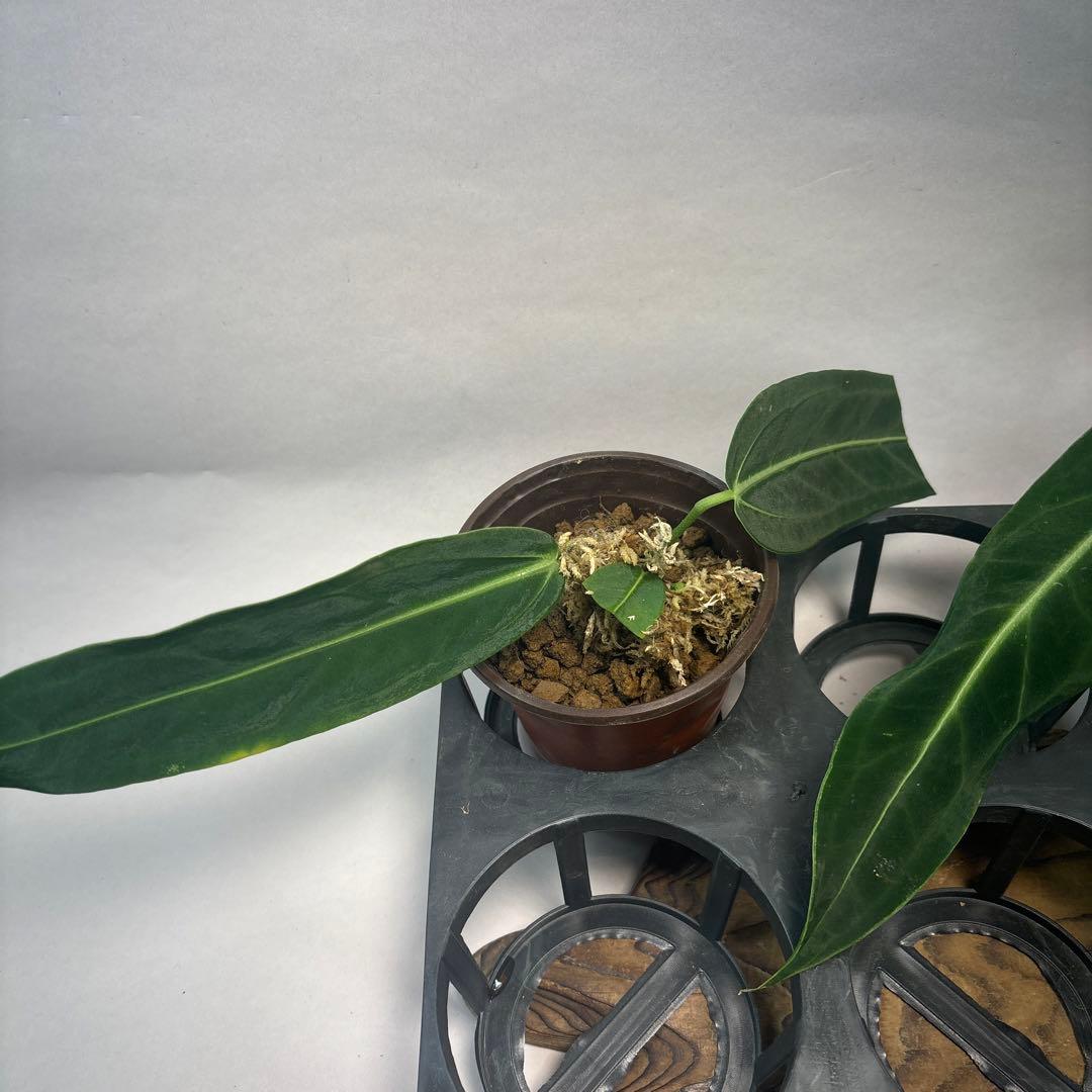 5株セットms89アンスリウム・ワロクアナム - メルカリ