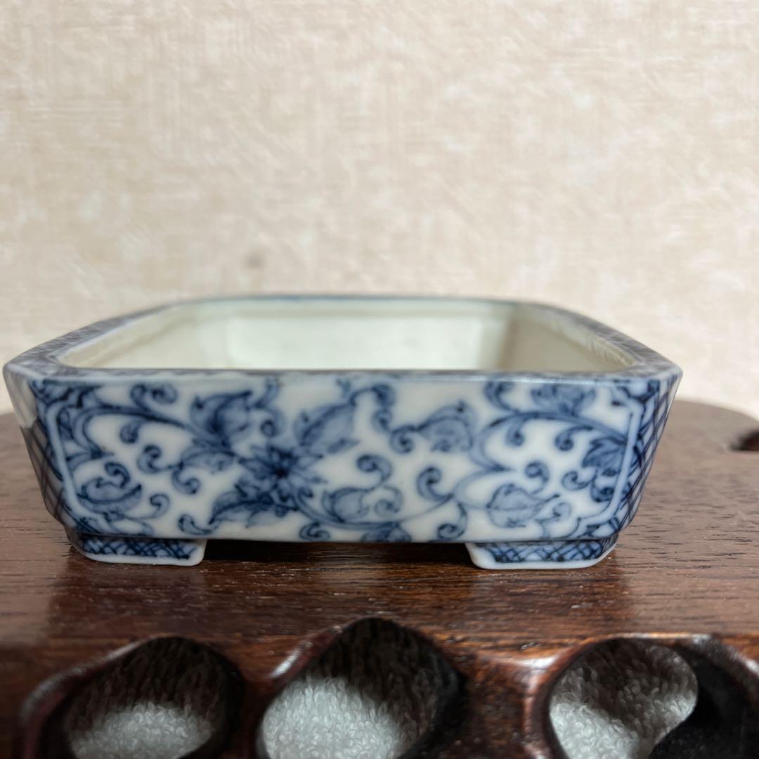 盆栽鉢　初期はるよし　春嘉