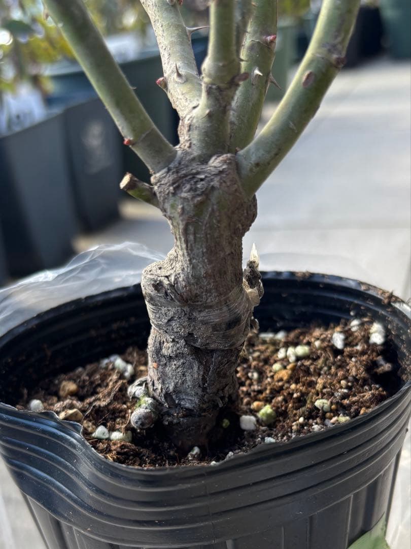 リリエンタールとタベストリーのバラ苗 - メルカリ