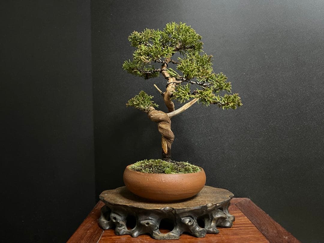 真柏盆栽 糸魚川真柏 文人 捻転シャリ幹 小品盆栽 樹高20cm - メルカリ