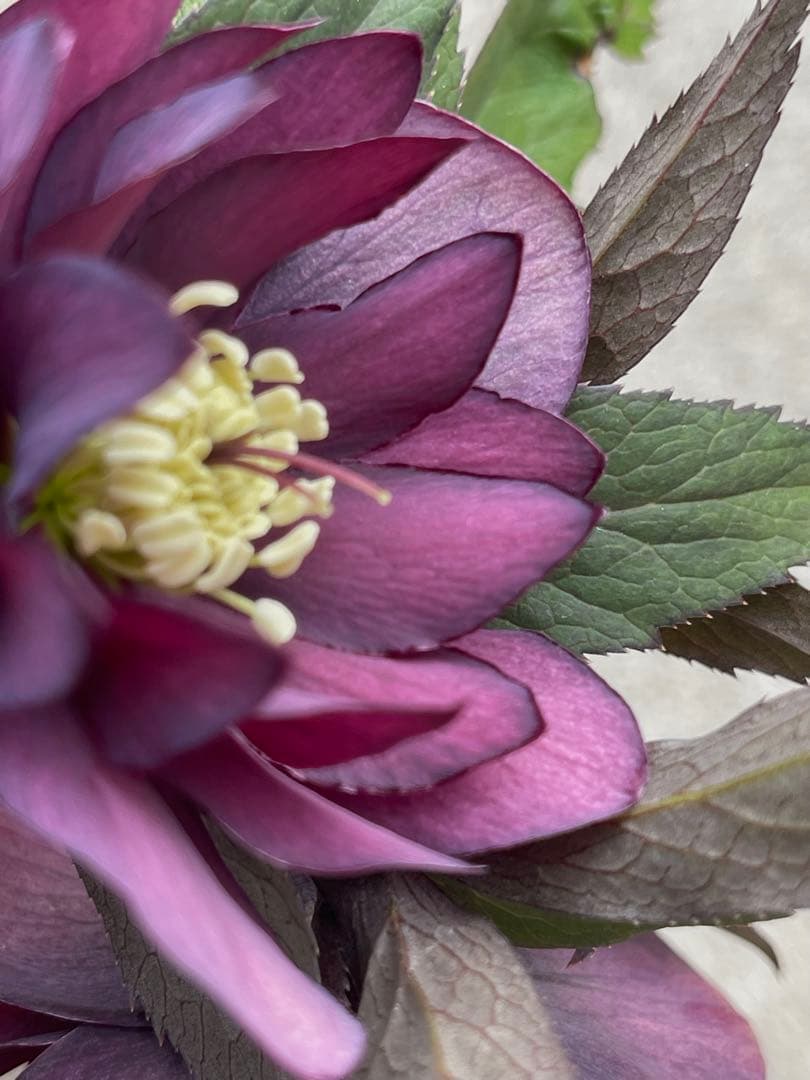 クリスマスローズ苗 ⭐️16 ダブル咲き ツヤ感ddラスターグロスレッド