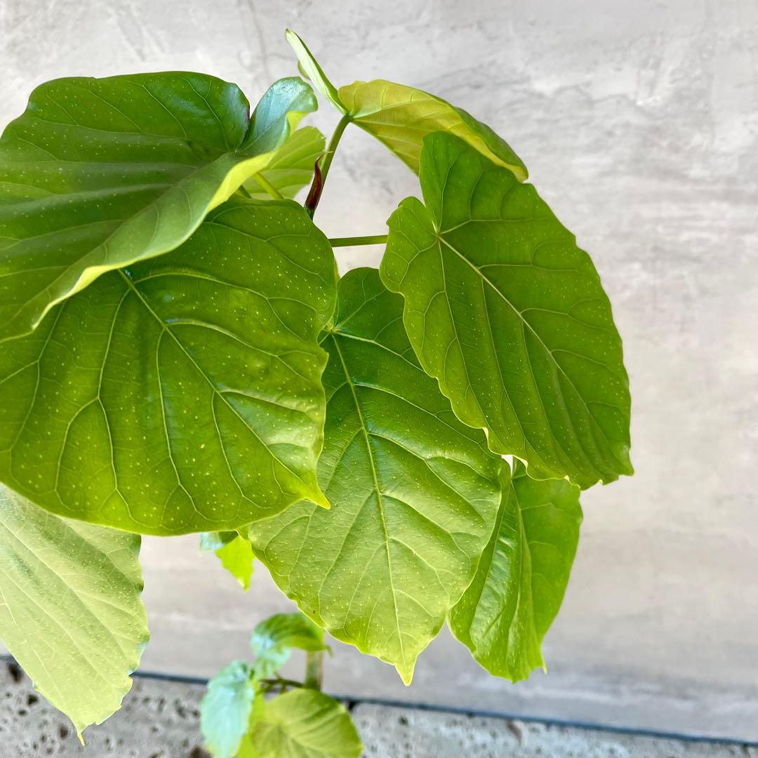 フィカス　ウンベラータ　螺旋　天然苔仕立て　瑞雲-ずいうん- 陶器鉢　植え込み