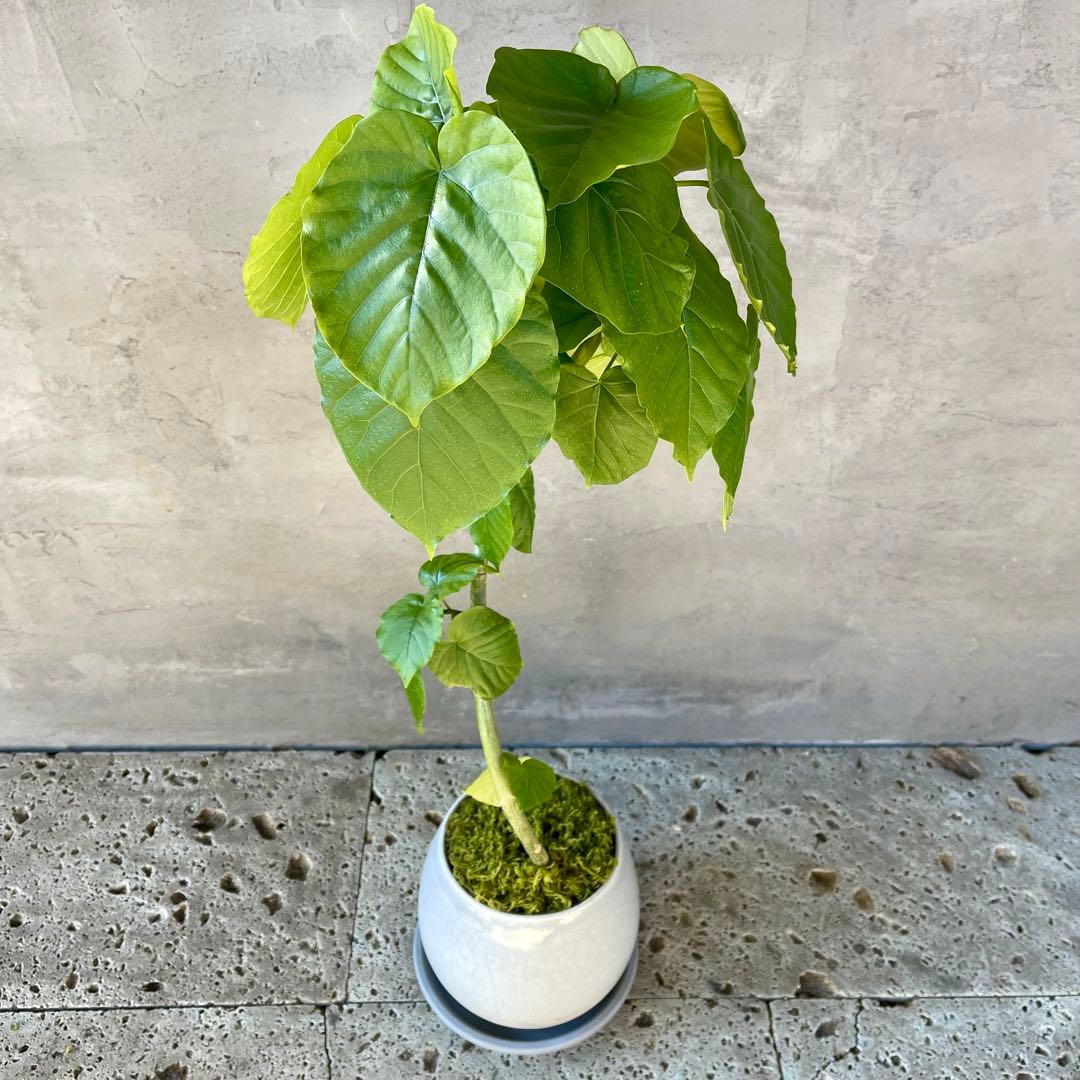 フィカス　ウンベラータ　螺旋　天然苔仕立て　瑞雲-ずいうん- 陶器鉢　植え込み