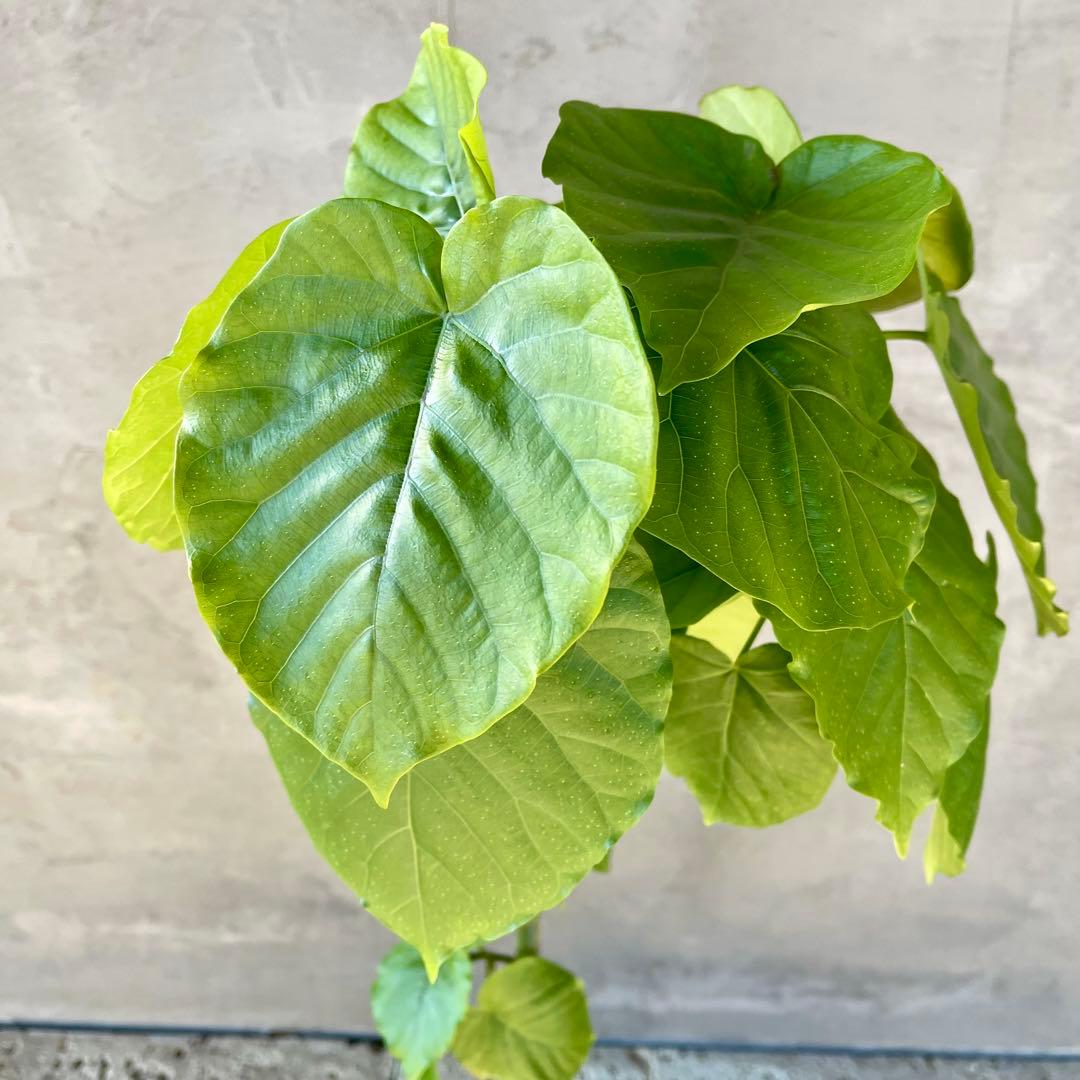 フィカス　ウンベラータ　螺旋　天然苔仕立て　瑞雲-ずいうん- 陶器鉢　植え込み