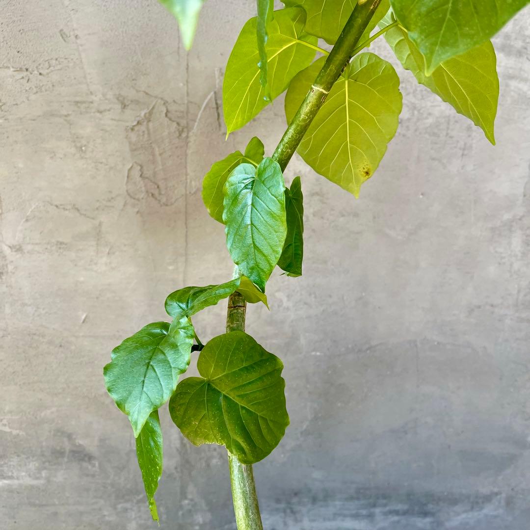 フィカス　ウンベラータ　螺旋　天然苔仕立て　瑞雲-ずいうん- 陶器鉢　植え込み