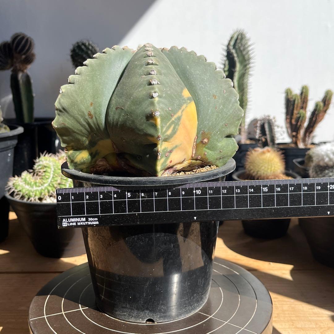 アストロフィツム・ヘキルリランポウギョク斑入り(抜き苗) - メルカリ