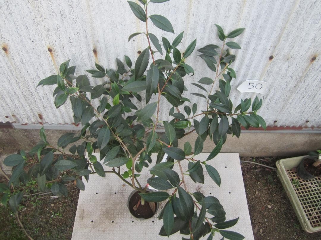 【user_089a169c様ご注文苗】その１