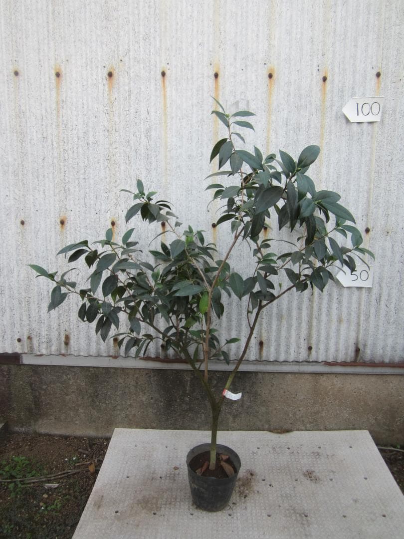 【user_089a169c様ご注文苗】その１